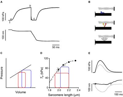 Thick Filament Mechano-Sensing in Skeletal and Cardiac Muscles: A Common Mechanism Able to Adapt the <mark class="highlighted">Energetic Cost</mark> of the Contraction to the Task